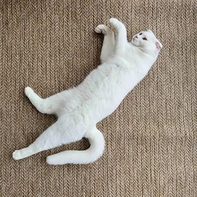 Yerinde Halı Yıkama ve Evcil Hayvanlar